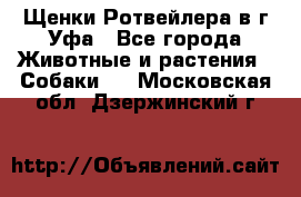 Щенки Ротвейлера в г.Уфа - Все города Животные и растения » Собаки   . Московская обл.,Дзержинский г.